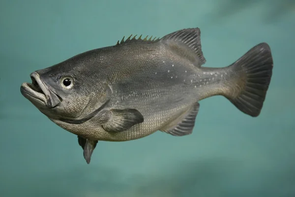Brachsenfische — Stockfoto