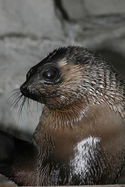 Γούνα φώκιας Cape — Φωτογραφία Αρχείου