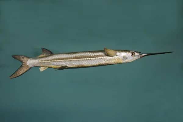Nål fisk modell — Stockfoto