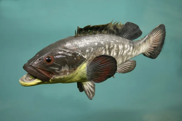 Sarı belly balık — Stok fotoğraf
