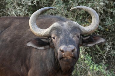 Afrika buffalo inek