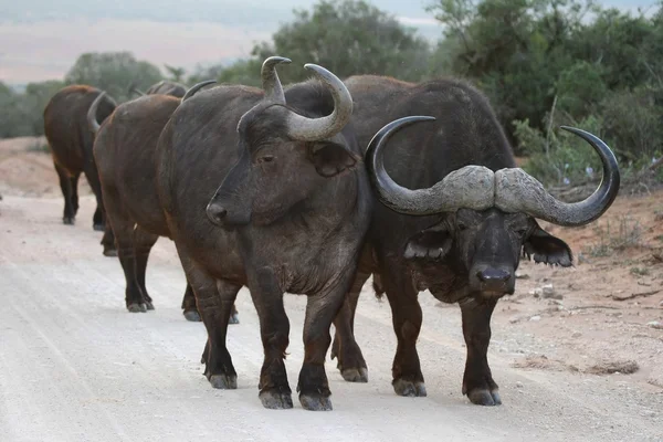 Африканская стадо буйволов — стоковое фото