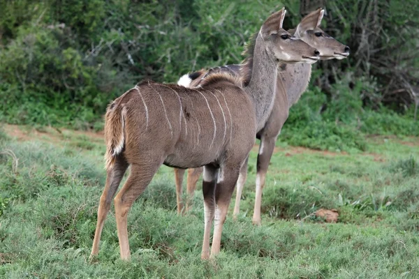 Kudu Antelope — Stock Photo, Image