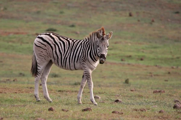 Zebra csikó — Stock Fotó
