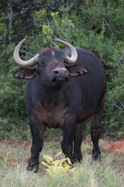 African Buffalo clipart