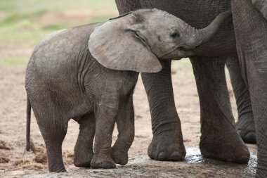 African Elephant Baby clipart