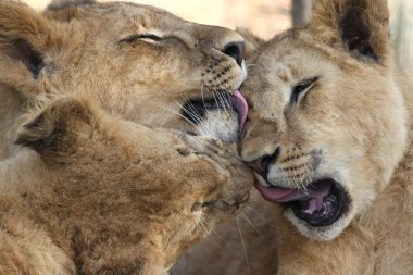 Licking Lions clipart