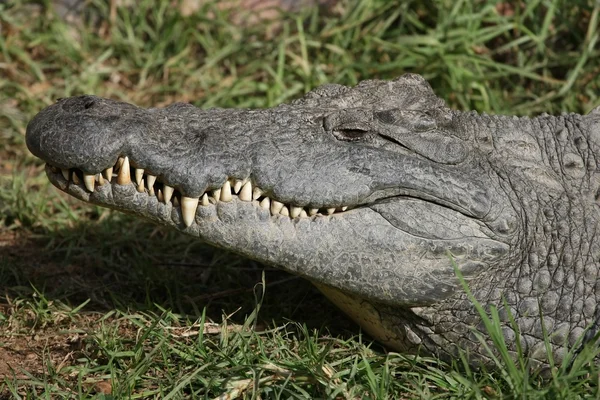 尼罗河鳄鱼的牙齿 — 图库照片