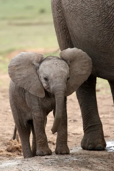 Αφρικανικού ελέφαντα μωρό — Φωτογραφία Αρχείου