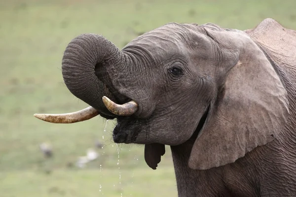 Afrikaanse olifant blussen Dorst — Stockfoto