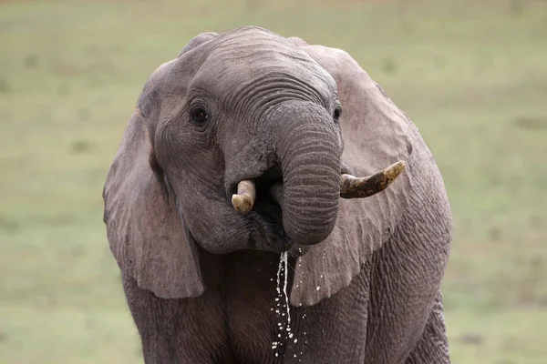 Африканский слон утоляет жажду — стоковое фото