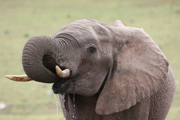 Éléphant d'Afrique étancher la soif — Photo