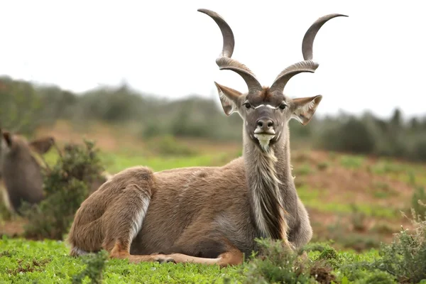 Koedoe antelope man — Stockfoto