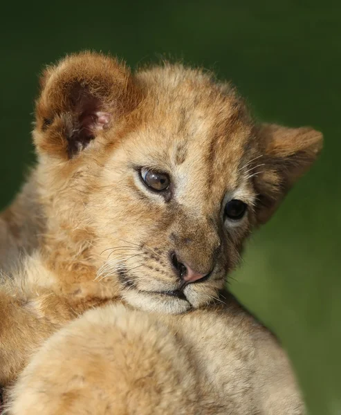 Cucciolo di leone — Foto Stock