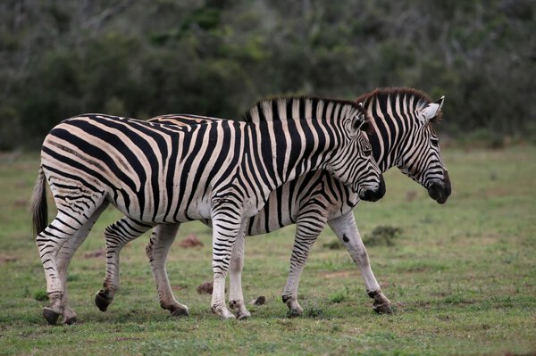 Two Burchel's or plains zebras walking together