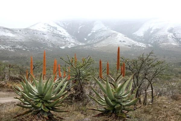 Snow and Aloes — Stock Photo, Image
