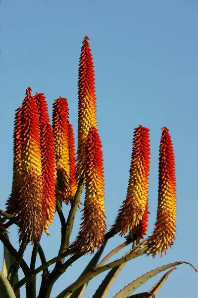 Aloe plantas flores — Fotografia de Stock