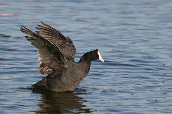 Coot Waterfowl — Stock Photo, Image
