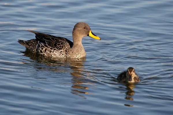 Duck and Duckling — Stock Photo, Image