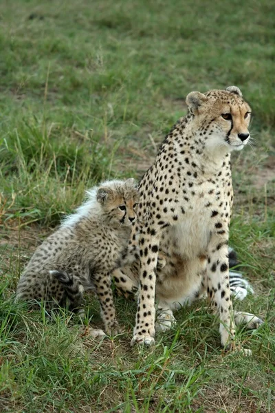 Cheetah Mother and Cub — Stock Photo, Image