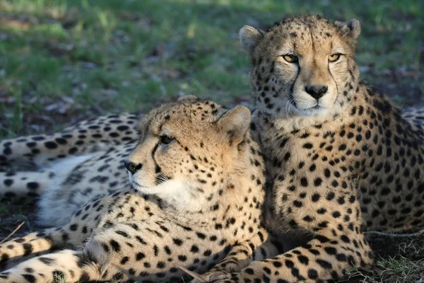 Cheetah Wild Cats