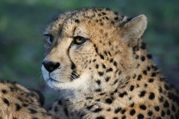 Retrato de guepardo —  Fotos de Stock