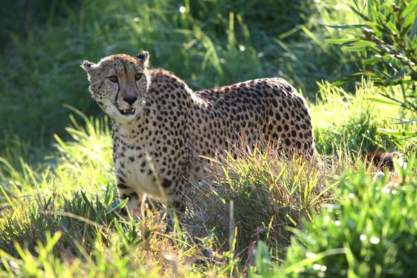 Cheetah retroiluminado — Fotografia de Stock