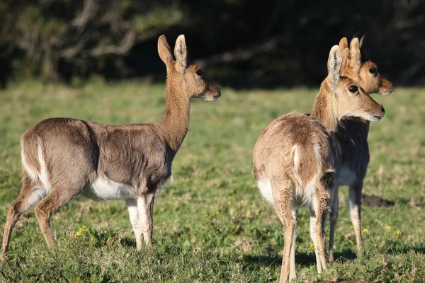 Berg Rörbockar antilop — Stockfoto