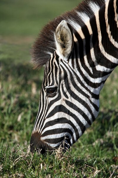 Zebra with black and white stripes eating grass