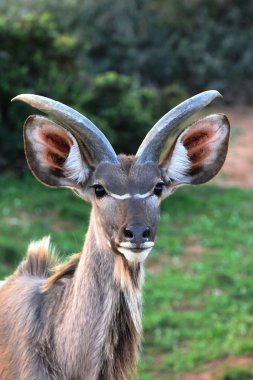 Young Kudu Antelope clipart