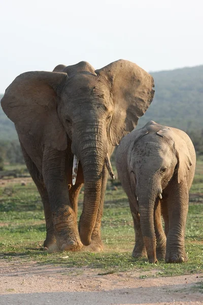 Elefantes africanos — Fotografia de Stock