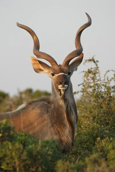 Retrato de antílope Kudu — Fotografia de Stock