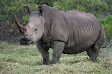 White Rhino Portrait clipart