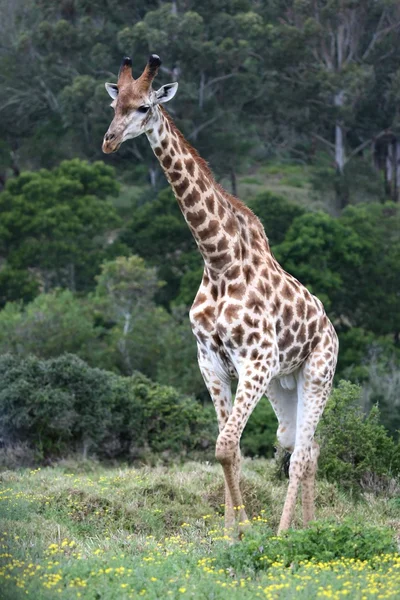 Giraffhane — Stockfoto