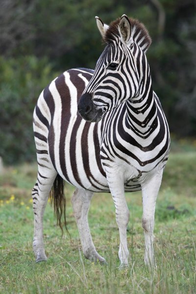 Plains zebra with black and white stripes in the African bush
