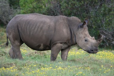 Beyaz rhino