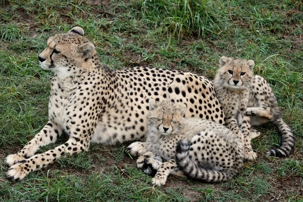 Cheetah och ungar — Stockfoto