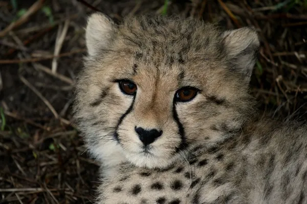 Baby cheetah portret — Stockfoto