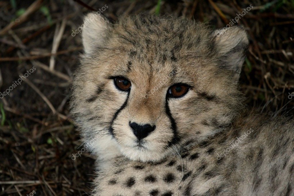 Baby Cheetah Portrait Royalty Free Photo Stock Image By C Fouroaks