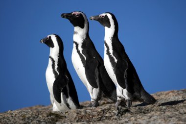 African Penguins clipart