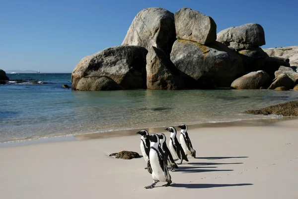 Africké tučňáci na balvany — Stock fotografie