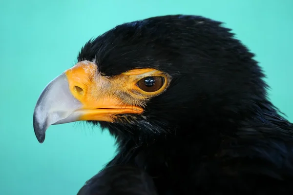 Retrato de águila negra —  Fotos de Stock