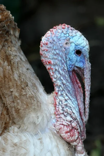 Птица Турции — стоковое фото