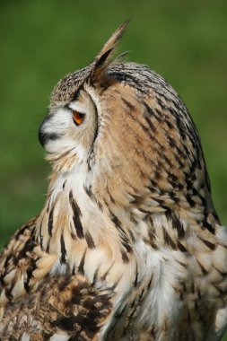 Bengal Eagle Owl Profile clipart