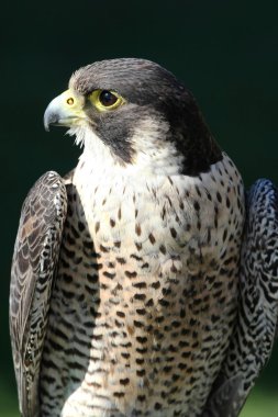 Peregrine Falcon clipart