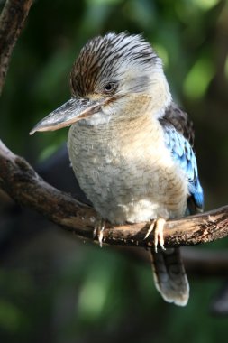 ahmak kingfisher kuş