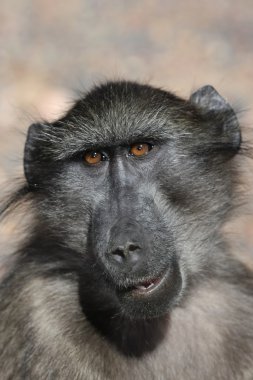 chacma maymun portre