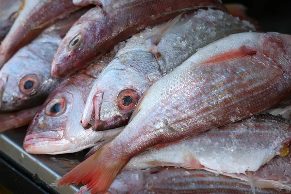 stock image Fresh Fish Catch