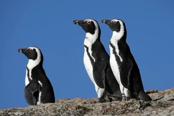 非洲企鹅 — 图库照片