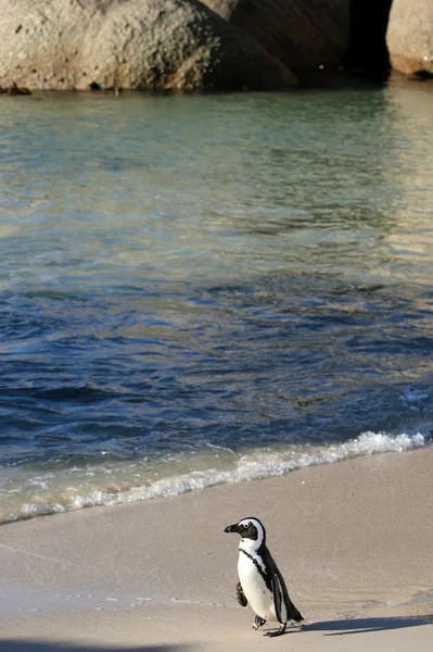 Африканский пингвин и пляж — стоковое фото